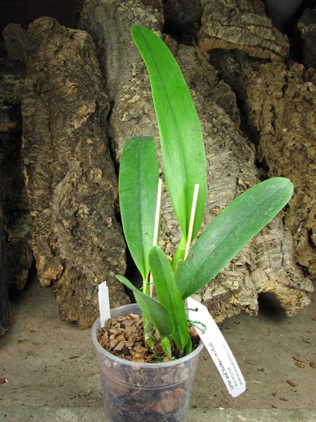 Brassolaeliocattleya Fort Watson 'Mendenhall'.jpg