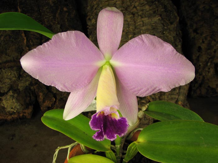Cattleya warneri semi alba 'Geneva' x Laelia praestans alba.jpg