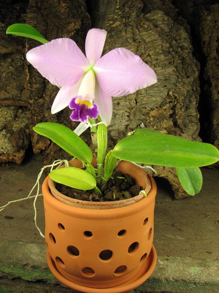 Cattleya warneri semi alba 'Geneva' x Laelia praestans alba фото.jpg