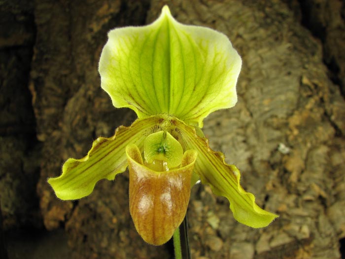Paphiopedilum helenae x fairrieanum.jpg