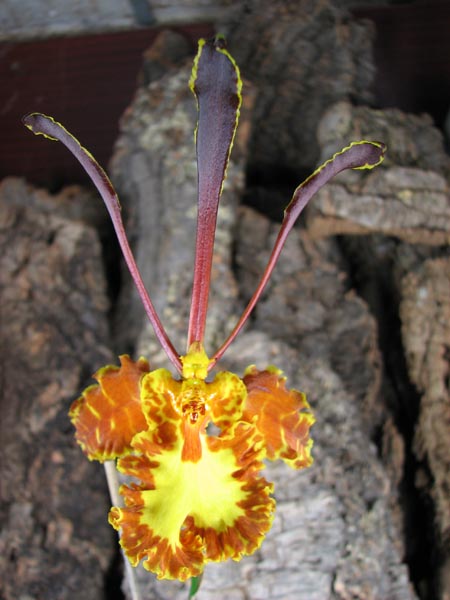 Oncidium Papilio.jpg