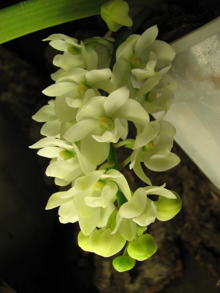 Rhynchostylis gigantea white.jpg