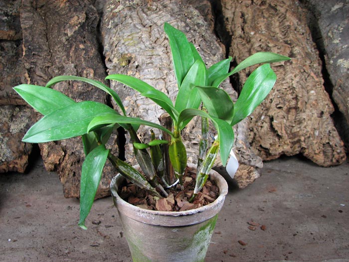 Dendrobium farmeri.JPG