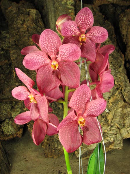 Renanthera philippinensis x Vanda Doctor Anek.jpg
