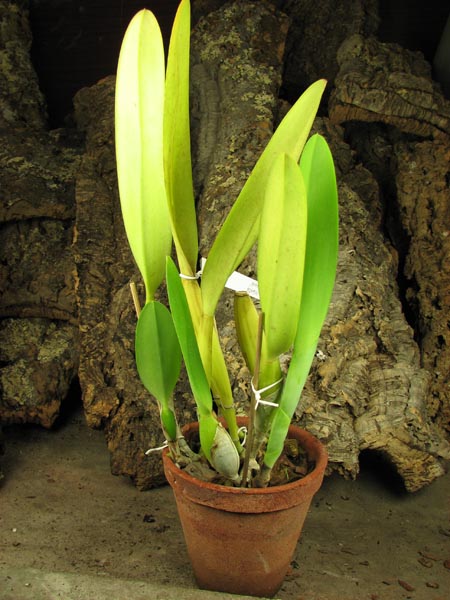 Laelia lobata var alba plena.jpg
