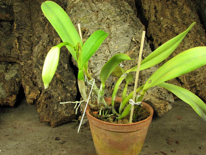 Laeliocattleya Cornelia coerulea.jpg
