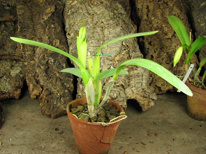 Cattleya bowringiana semi alba suave 'Tower Grove' x Cattleya labiata alba 'Nuvem Branca'.jpg
