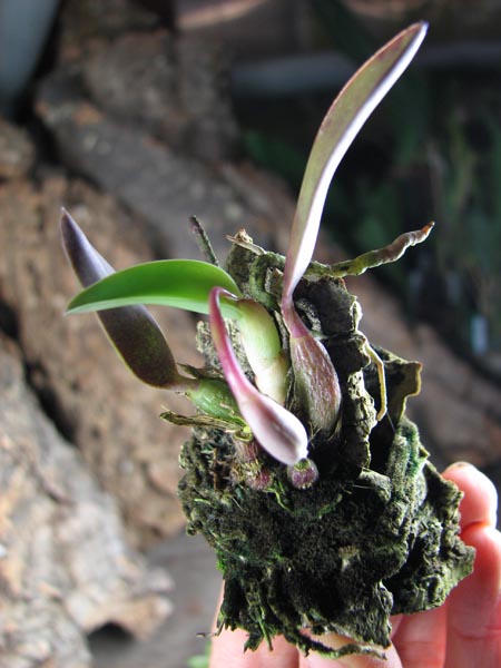 Sophronitis brevipedunculata.jpg