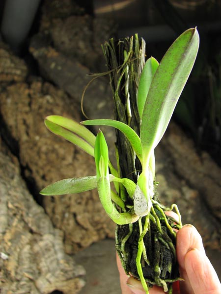 Sophronitis coccinea.jpg