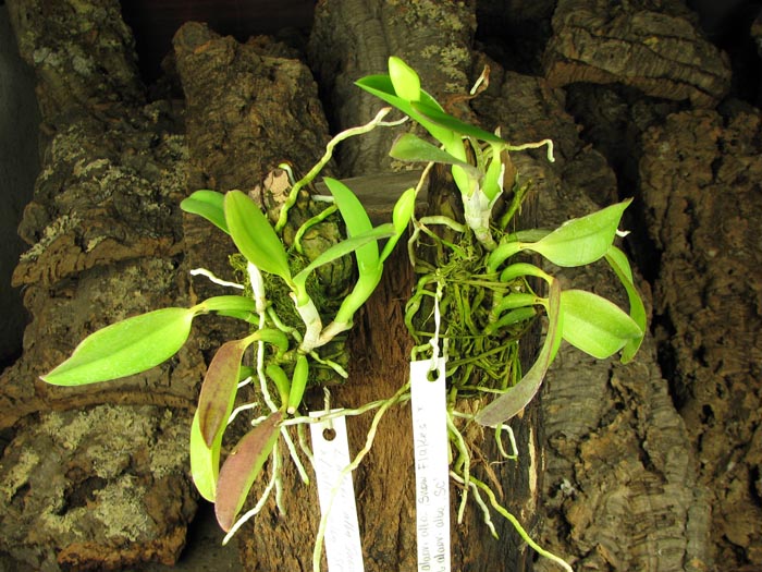 Laelia alaori alba 'Snow Flakes' x Laelia alaori alba 'SC'.jpg