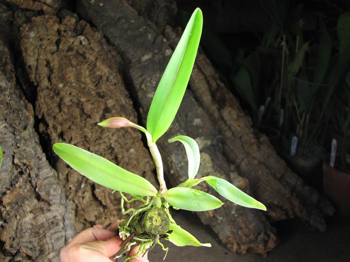 Sophrocattleya Pearllouis (Cattleya bicolor alba x Sophronitis coccinea).jpg