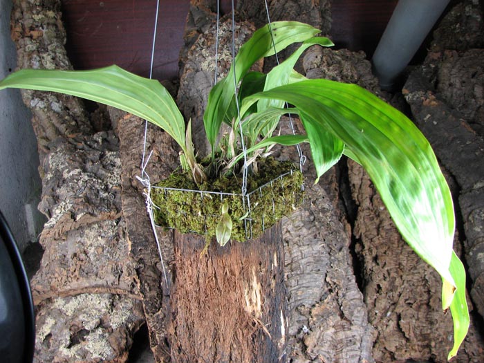 Stanhopea candida.jpg