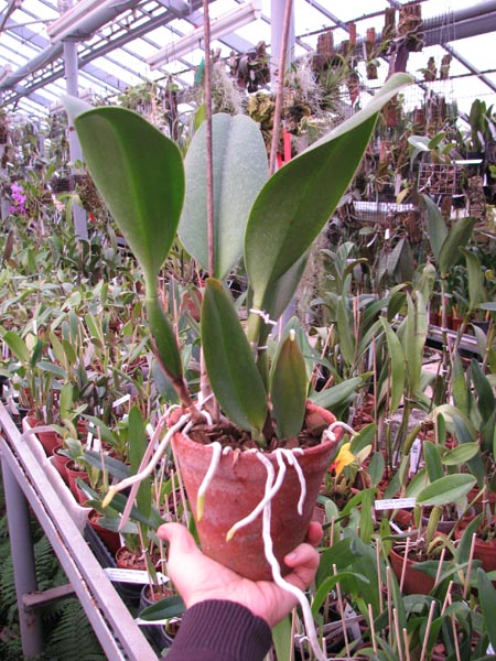 Potinara Spanish Eyes 'Tian Mu'.jpg