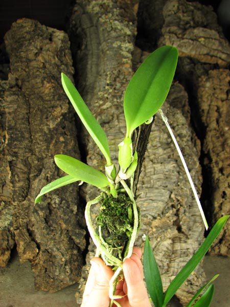 Laelia jongheana.jpg