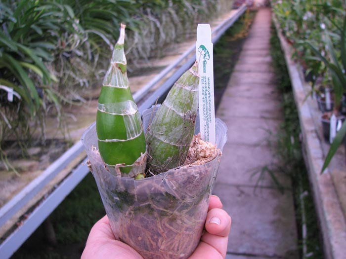 Clowesia Grace Dunn 'Chadds Ford'.jpg