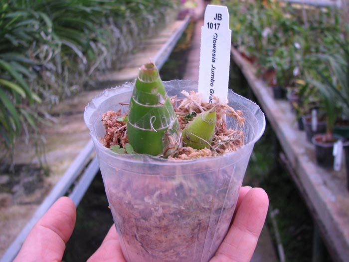 Clowesia Jumbo Grace 'Jumbo Orchids'.jpg