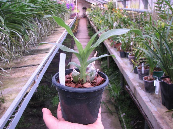 Clowesia amazonica.jpg