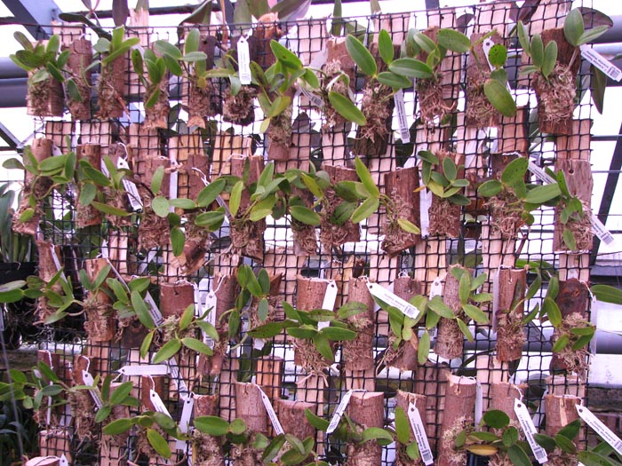 Cattleya aclandiae 'Itaparica' x Cattleya aclandiae 'Mulatinha'.jpg