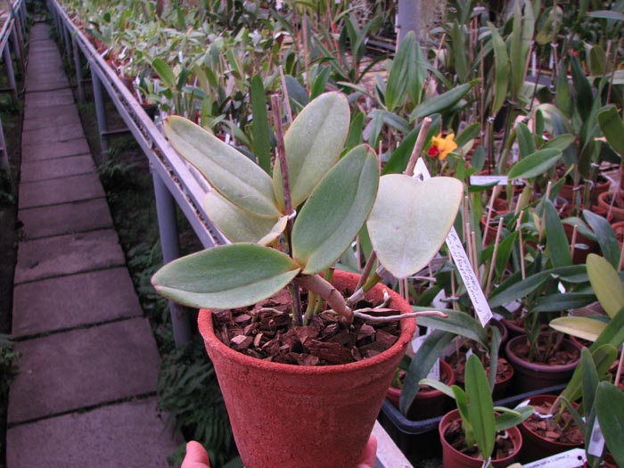 Cattleya amethystoglossa rubra 'Cardeal' x SELF.jpg