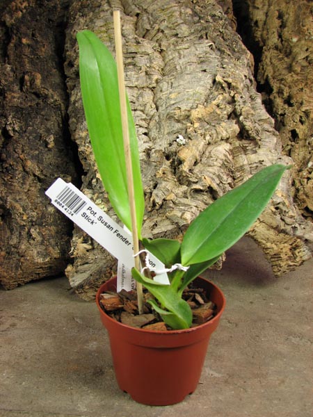 Potinara Susan Fender 'Cinnamon Stick'.JPG