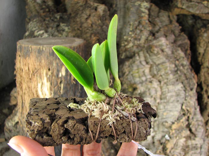 Laelia sincorana coerulea (сlara) x Laelia sincorana coerulea escura 'AWZ'.jpg
