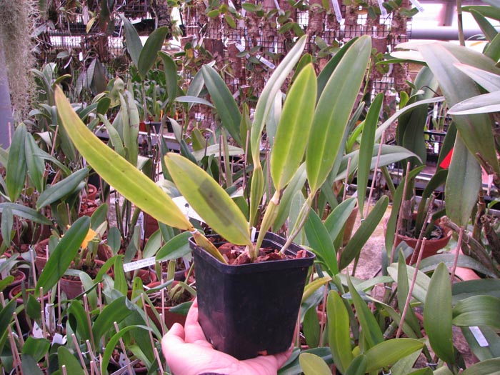 Cattleya mendelli concolor 'Bucaramanga' x SELF.jpg