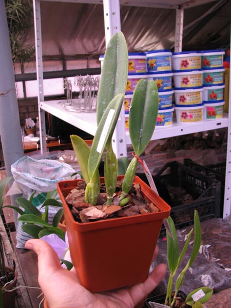 Cattleya percivaliana carnea x SELF.jpg