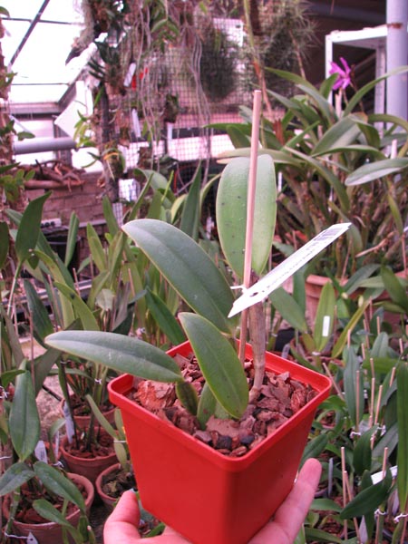 Cattleya maxima rubra 'Peruana' x SELF.jpg