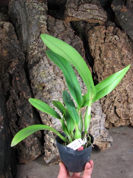 Laeliocattleya Ballet Folklorico 'Eloquence'.jpg