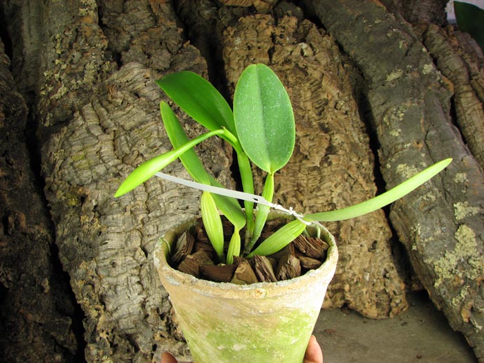Cattleya warneri alba 'Alvinha' x Laelia praestans alba.jpg