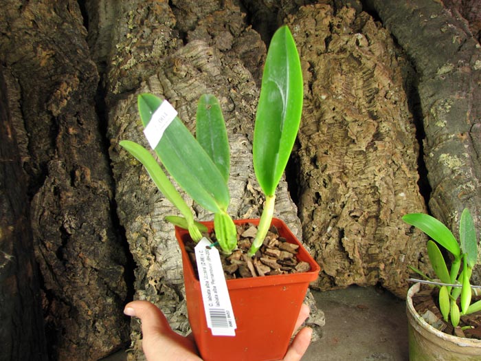 Cattleya labiata alba 'Jassira' (Z-86) x Cattleya labiata alba 'Pernambuco' (BH-200).jpg