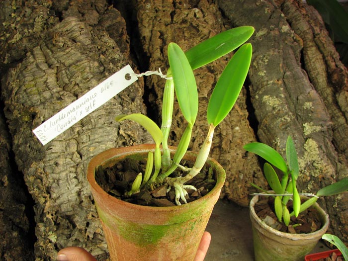 Cattleya lueddemanniana alba 'Candia' x SELF.jpg