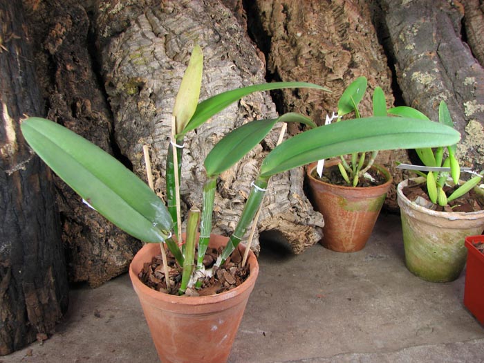 Cattleya maxima.jpg