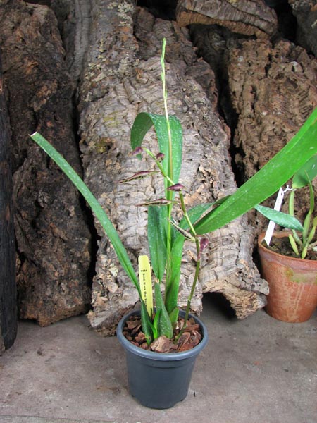 Sanderara Black Star 'Pacific Red Star'.jpg