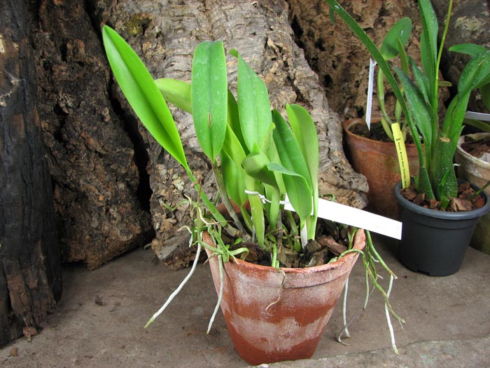 Cattleya quadricolor semi alba x Cattleya quadricolor 'Da Zoraide'.jpg