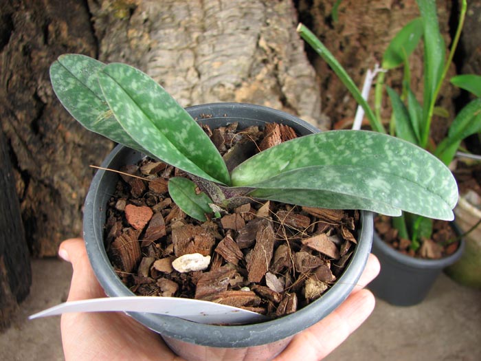 Paphiopedilum bellatulum.JPG