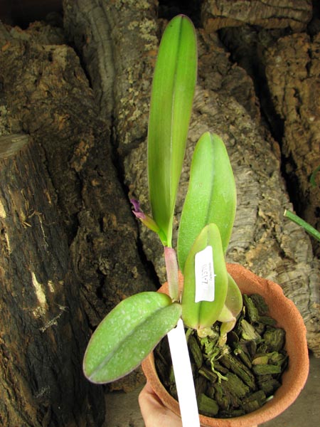 Cattleya labiata rubra integra-orlata-pincelada x Laelia pumila 'Ruby Queen'.jpg