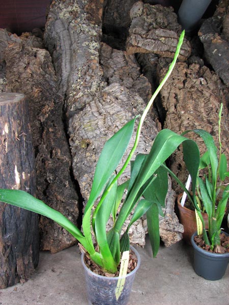 McLellanara Pagan Love Song 'Cupid's Beau'.JPG