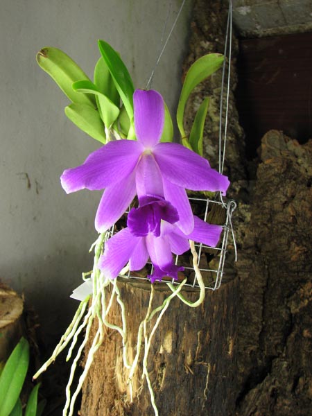 Laelia pumila.jpg
