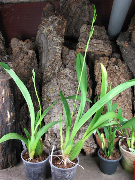 Beallara Tropic Splendour 'Everglade'.jpg