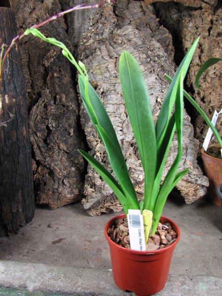 Colmanara Maui Howie 'Sunday Best'.jpg