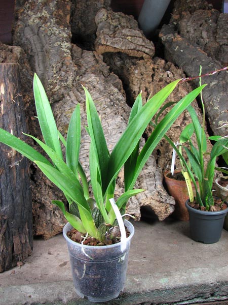 Zelglossoda Calico Gem 'Green Valley #1'.jpg