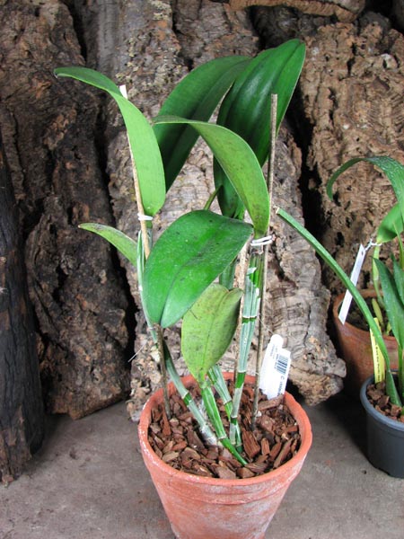 Cattleya violacea.jpg