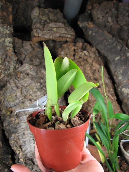 Cattleya maxima semi alba.jpg