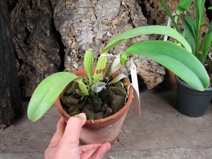 Cattleya labiata coerulensis.jpg