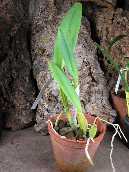 Cattleya percivaliana 'Alberts' (original) (02-6) x Cattleya percivaliana.jpg