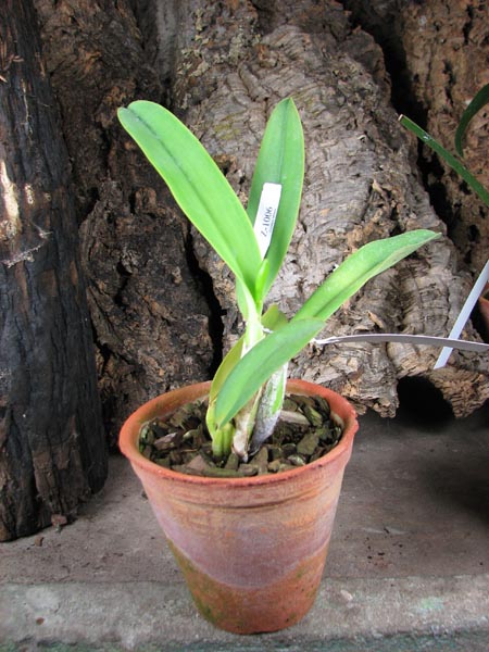 Cattleya labiata amesiana lineata 'AWZ' (Z-8) x Cattleya labiata amesiana lineata 'Pedra Azul'.JPG