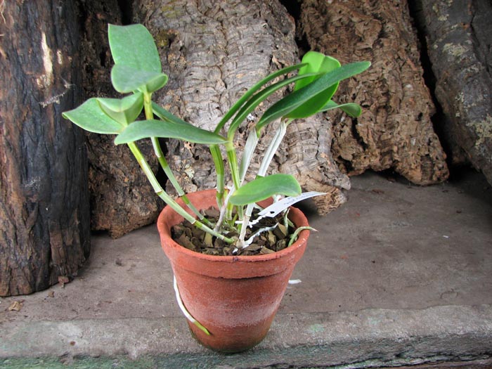 Cattleya amethystoglossa palha 'Gloriosa' x Cattleya amethystoglossa 'Palhina'.jpg