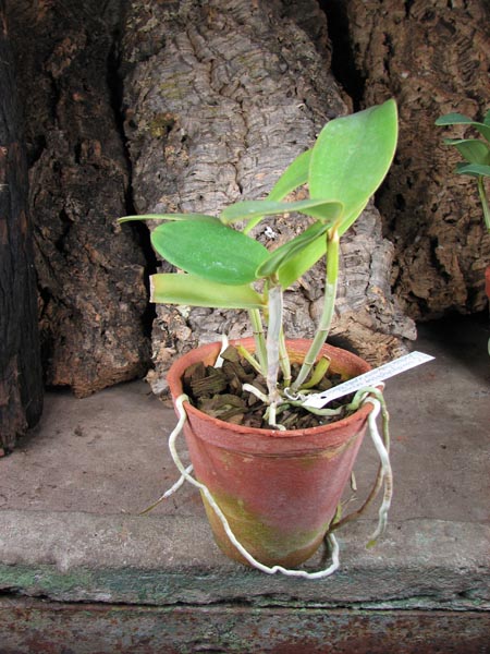 Cattleya amethystoglossa creme pintada 'Gaturama' x Cattleya amethystoglossa palha 'Gloriosa'.jpg