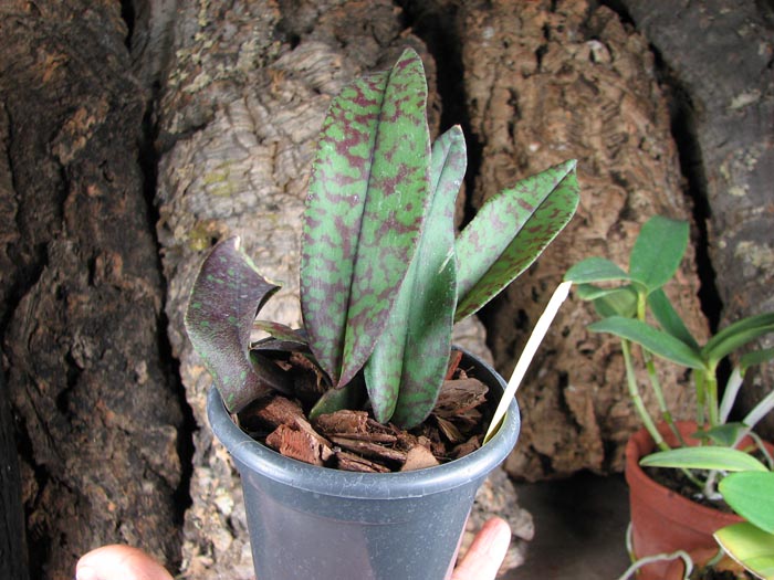 Psychopsis Mendenhall 'Hildos'.jpg